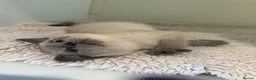 British Shorthair cats for sale: British Shorthair Colour Point - Advert 3