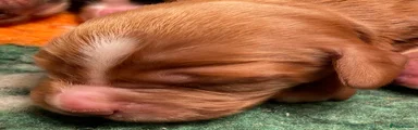 Cocker Spaniel 1