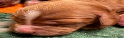 Cocker Spaniel dogs for sale: W/C Spaniel Puppies. Health tested parents - Advert 16