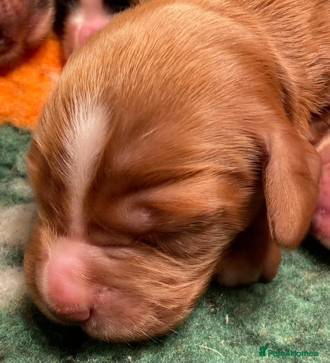 Cocker Spaniel dogs for sale: W/C Spaniel Puppies. Health tested parents - Advert 16