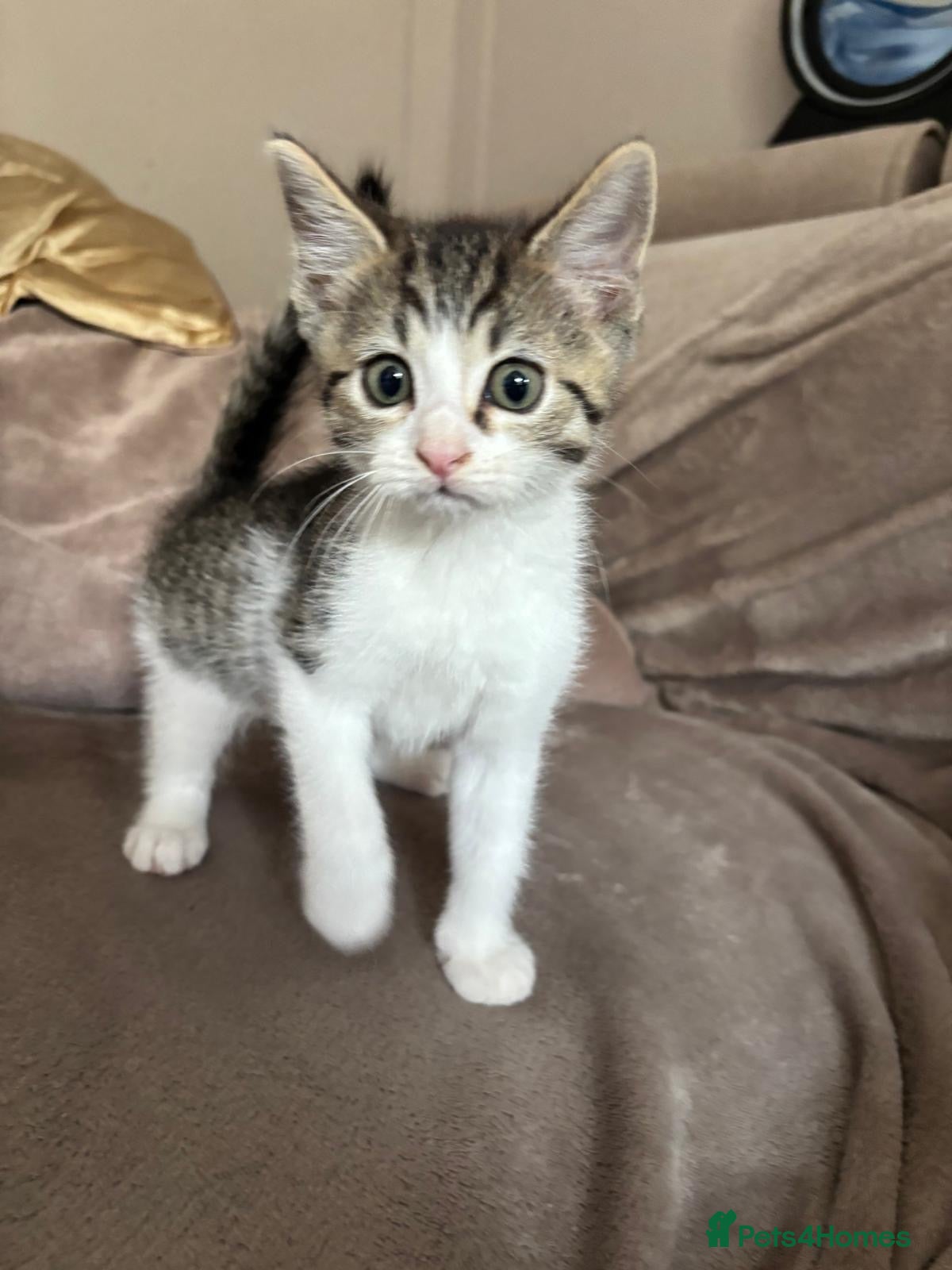 Mixed Breed cats Beautiful ragdoll kitten only one left reduced - Advert 1