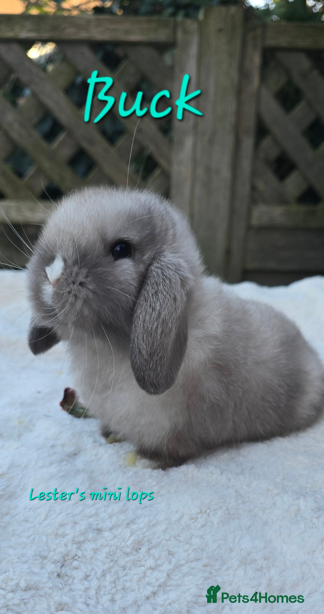 Mini Lop rabbits for sale: Beautiful mini lops girls and boys - Advert 4