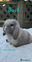 Mini Lop rabbits Beautiful mini lops girls and boys - Advert 3