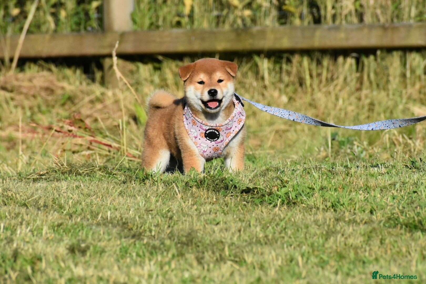 Japanese Shiba Inu dogs Exceptional Japanese Shiba Inu Puppies - Advert 1