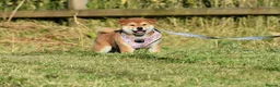 Japanese Shiba Inu dogs for sale: Exceptional Japanese Shiba Inu Puppies - Advert 1