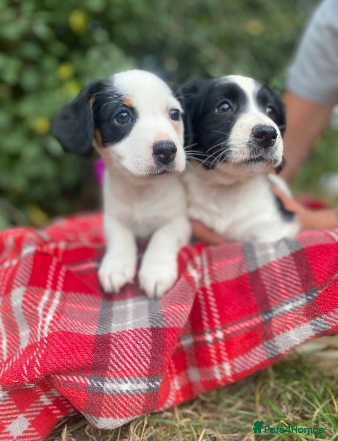 Mixed Breed dogs for sale: Very cute Cocker/jack pups - Image 3