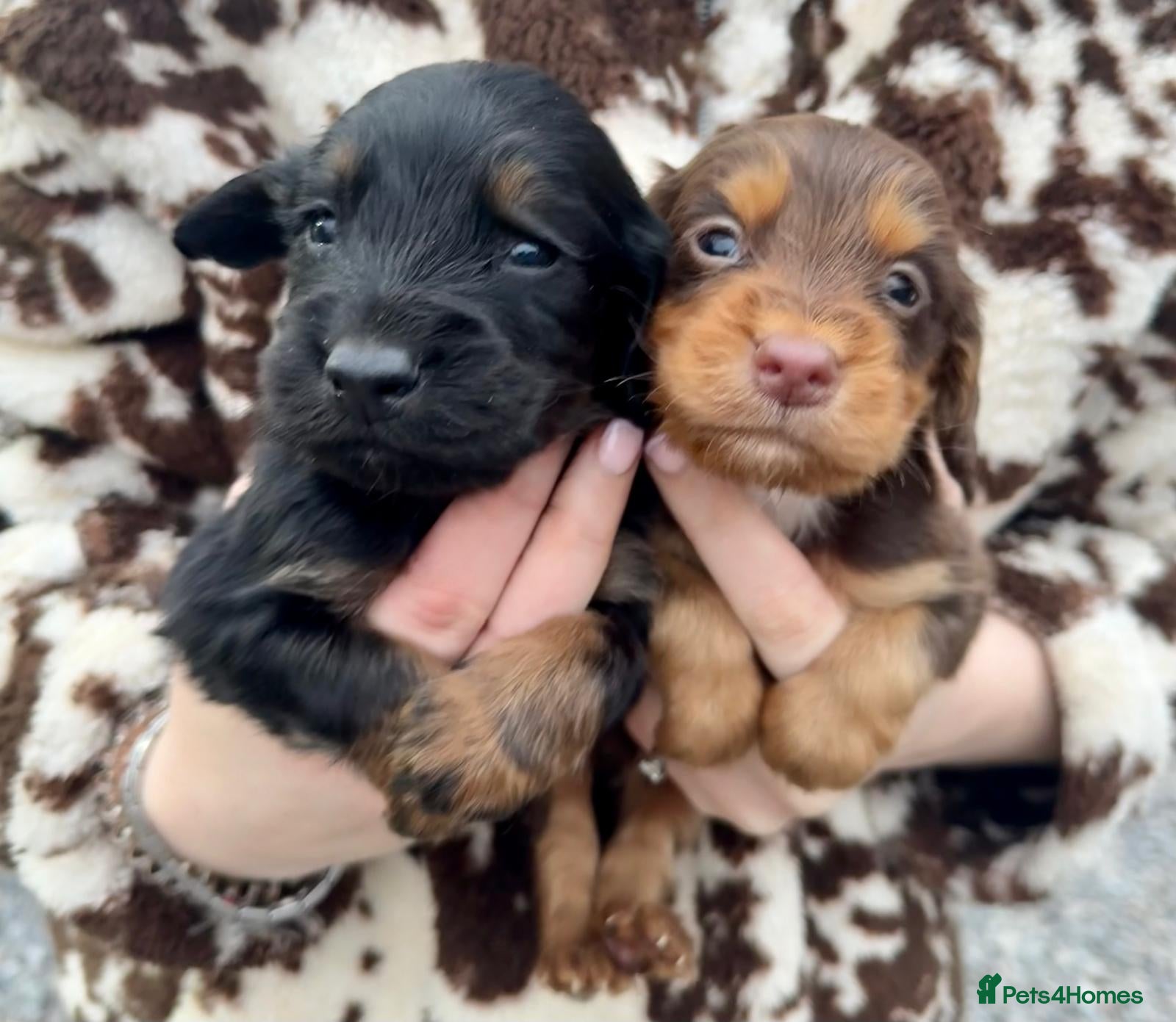 Cocker Spaniel dogs Gorgeous Litter of Cocker Spaniel Puppies - Advert 1