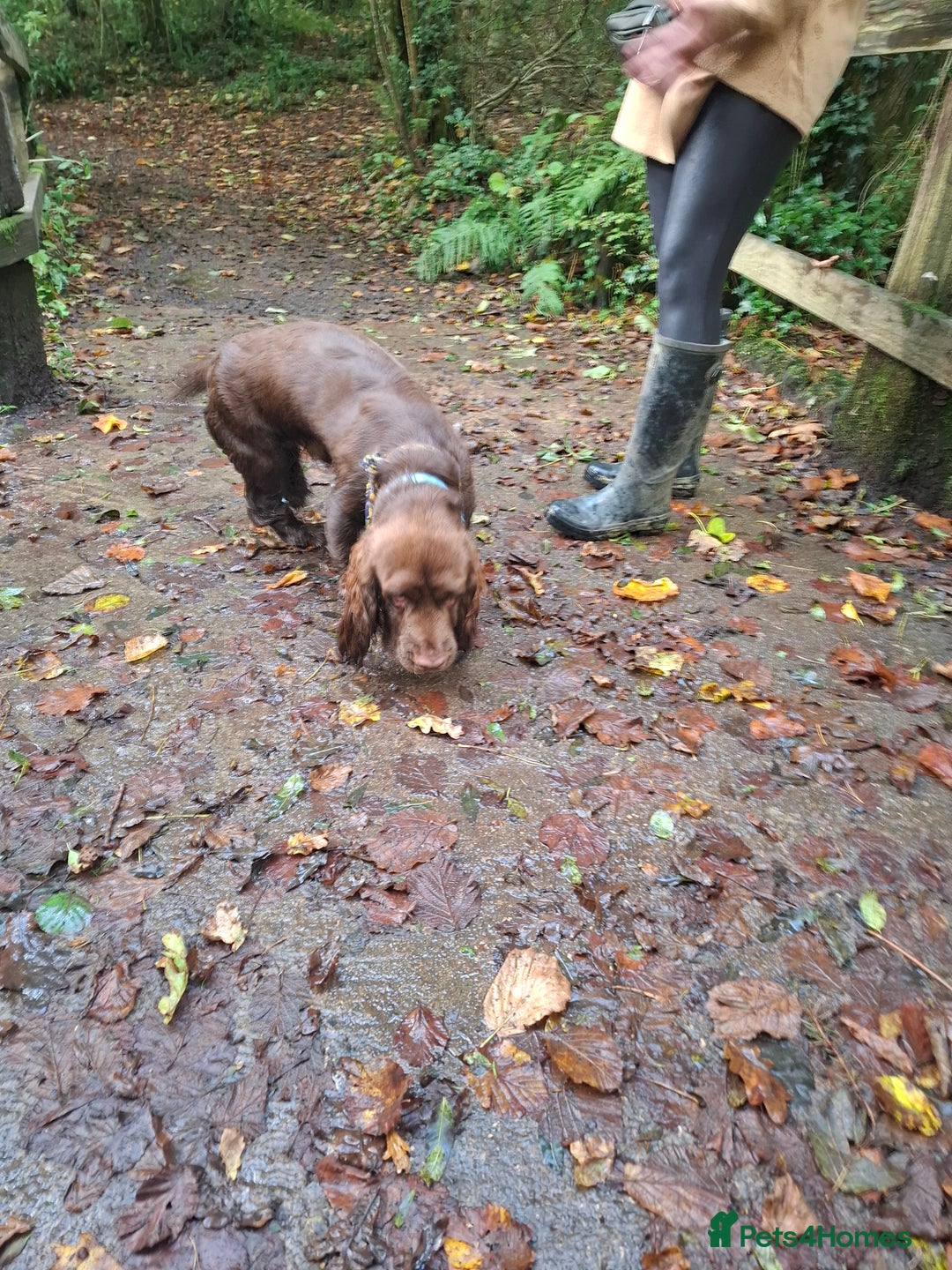 Sussex Spaniel dogs for sale: Sussex Spaniel Boy - Advert 2