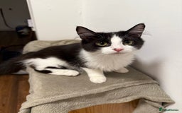 Mixed Breed cats for sale: Cats  - Image 4
