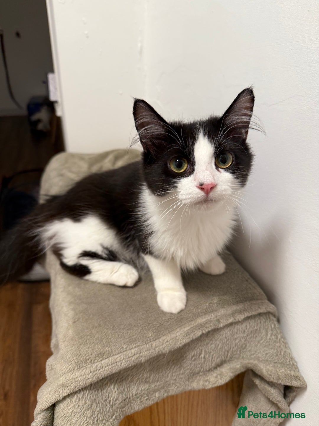 Mixed Breed cats for sale: Cats  - Image 4