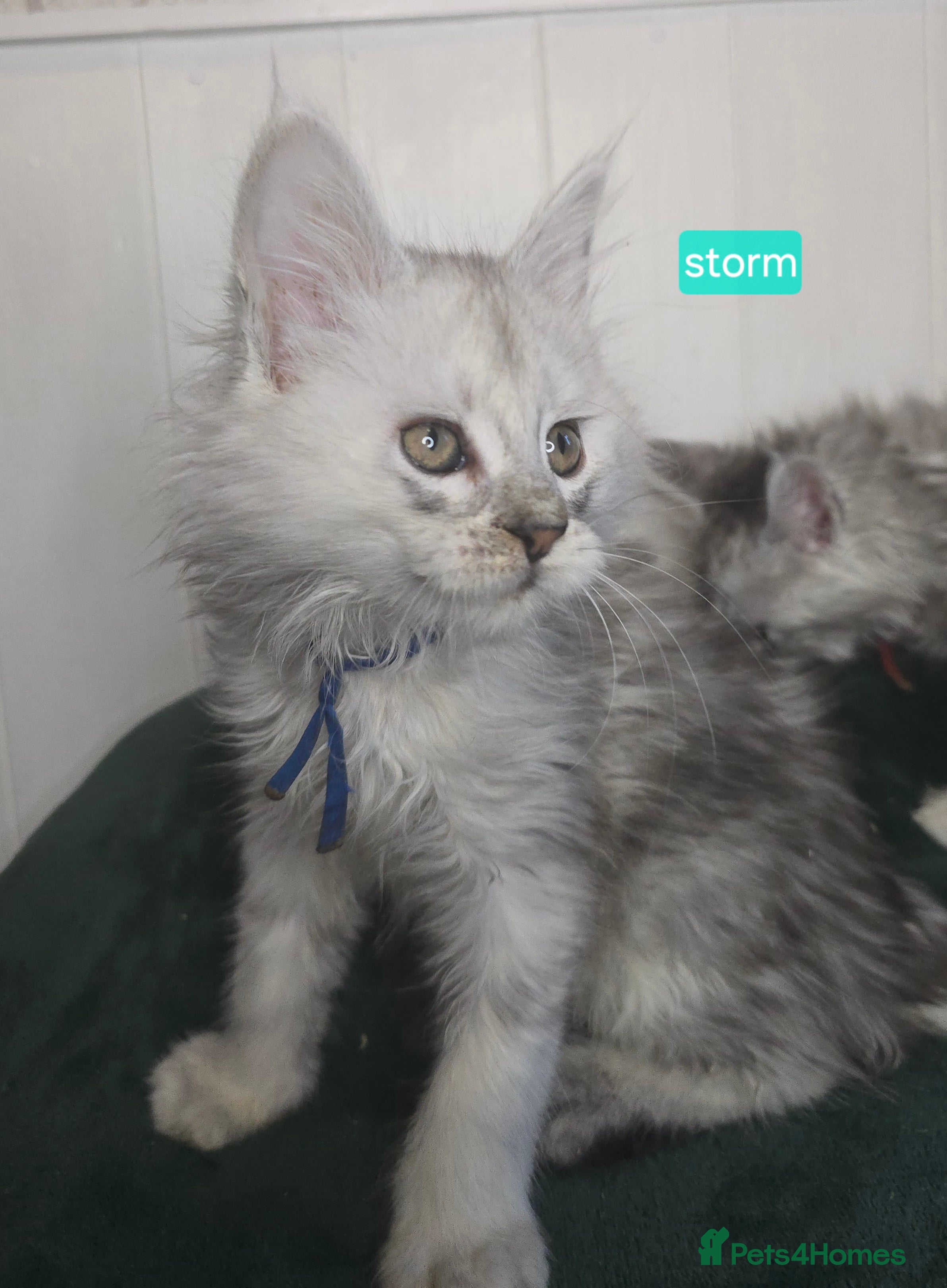 Maine Coon cats Stunning Silver Tica Pedigree Maine Coon Kittens - Advert 6