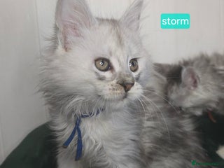 Maine Coon cats Stunning Silver Tica Pedigree Maine Coon Kittens - Advert 6