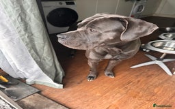 Cane Corso dogs for sale: Cane corso blue boy  - Image 1