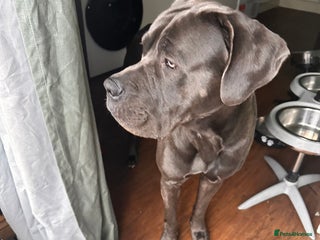 Cane Corso dogs - Advert 1