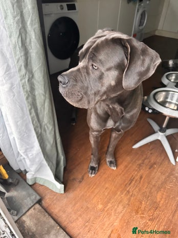 Cane Corso dogs - Advert 1