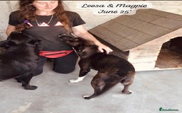 Mixed Breed dogs for adoption: Magpie- beautiful 1 year old- Reserved stc. in Brixham - Image 11