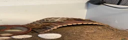 Tortoise reptiles for sale: Sheldon Tortoise  in Bolton - Advert 5