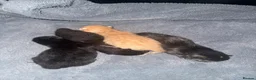 Mixed Breed cats for sale: 4 beautiful kittens for sale - Advert 6