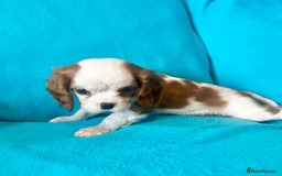Cavalier King Charles Spaniel dogs for sale: Kc register King Charles puppies. - Image 9