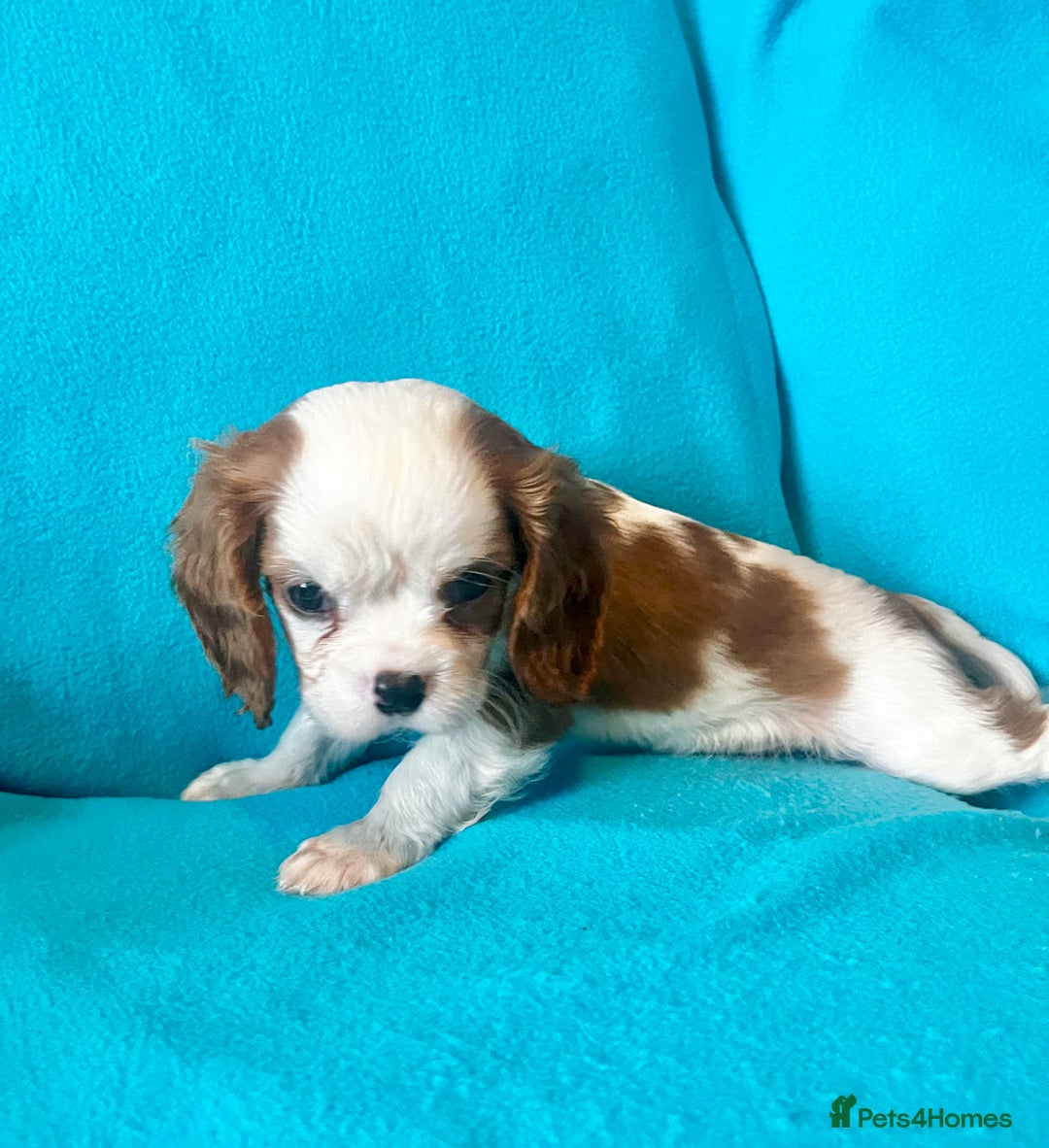 Cavalier King Charles Spaniel dogs for sale: Kc register King Charles puppies. - Image 9