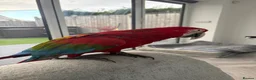 Parrots birds for sale: Greenwing Macaw - Advert 21