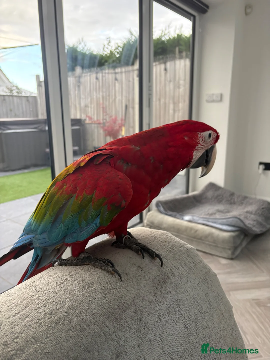 Parrots birds for sale: Greenwing Macaw - Advert 21
