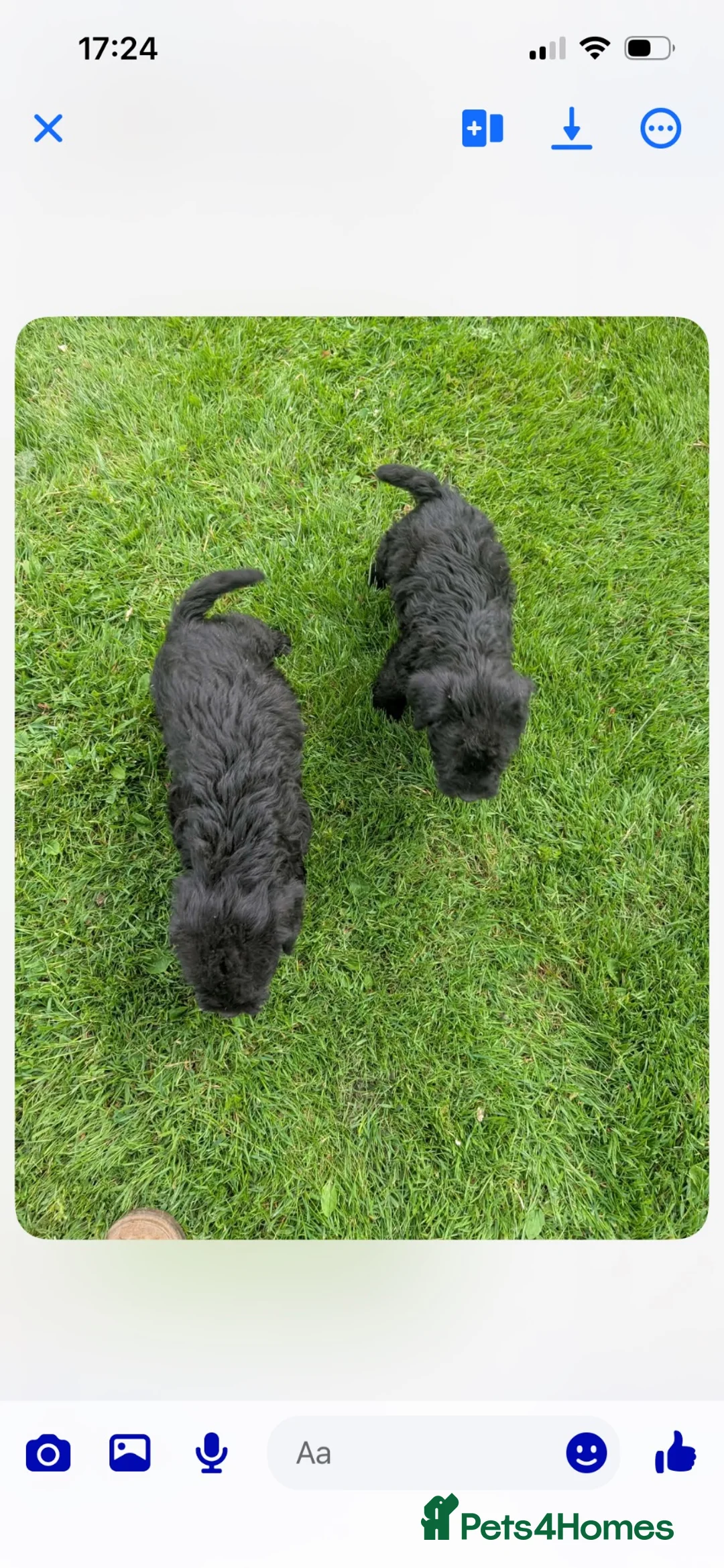 Patterdale Terrier dogs for sale: Patterdale x Bedlington pups  - Advert 2