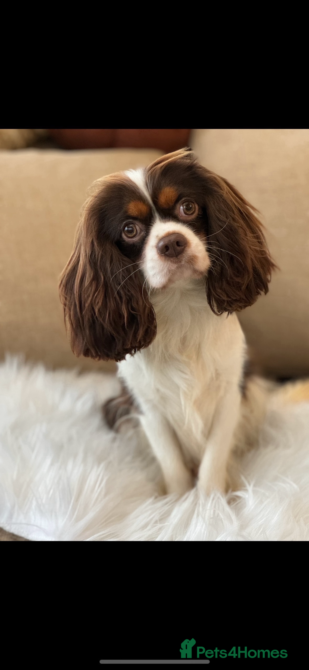 Cavalier King Charles Spaniel dogs for sale: Health tested Cavalier king charles - Advert 5