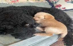 Mixed Breed dogs for sale: Labradoodle x Cocker Spaniel Pups - Image 3