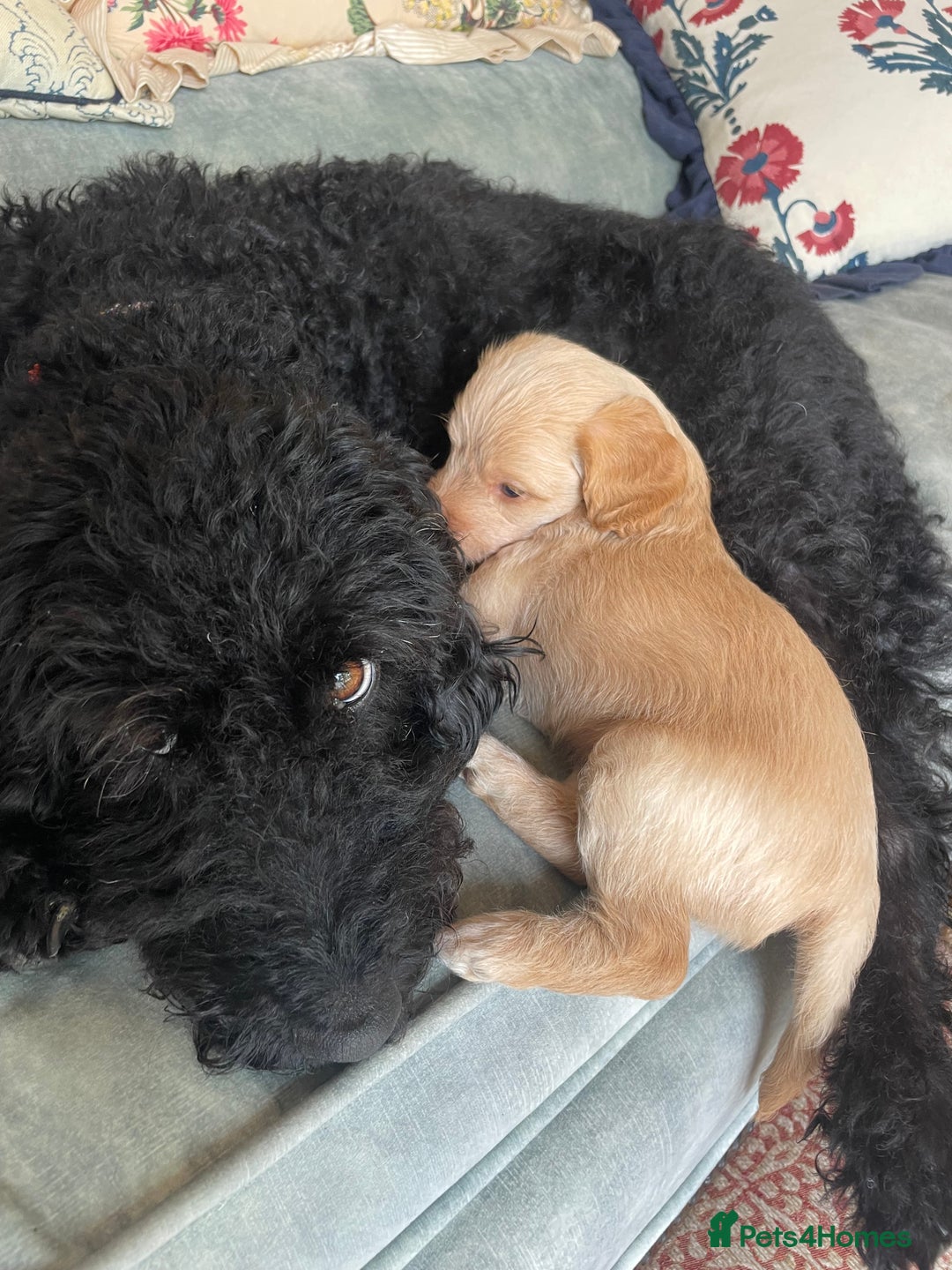 Mixed Breed dogs for sale: Labradoodle x Cocker Spaniel Pups - Image 3