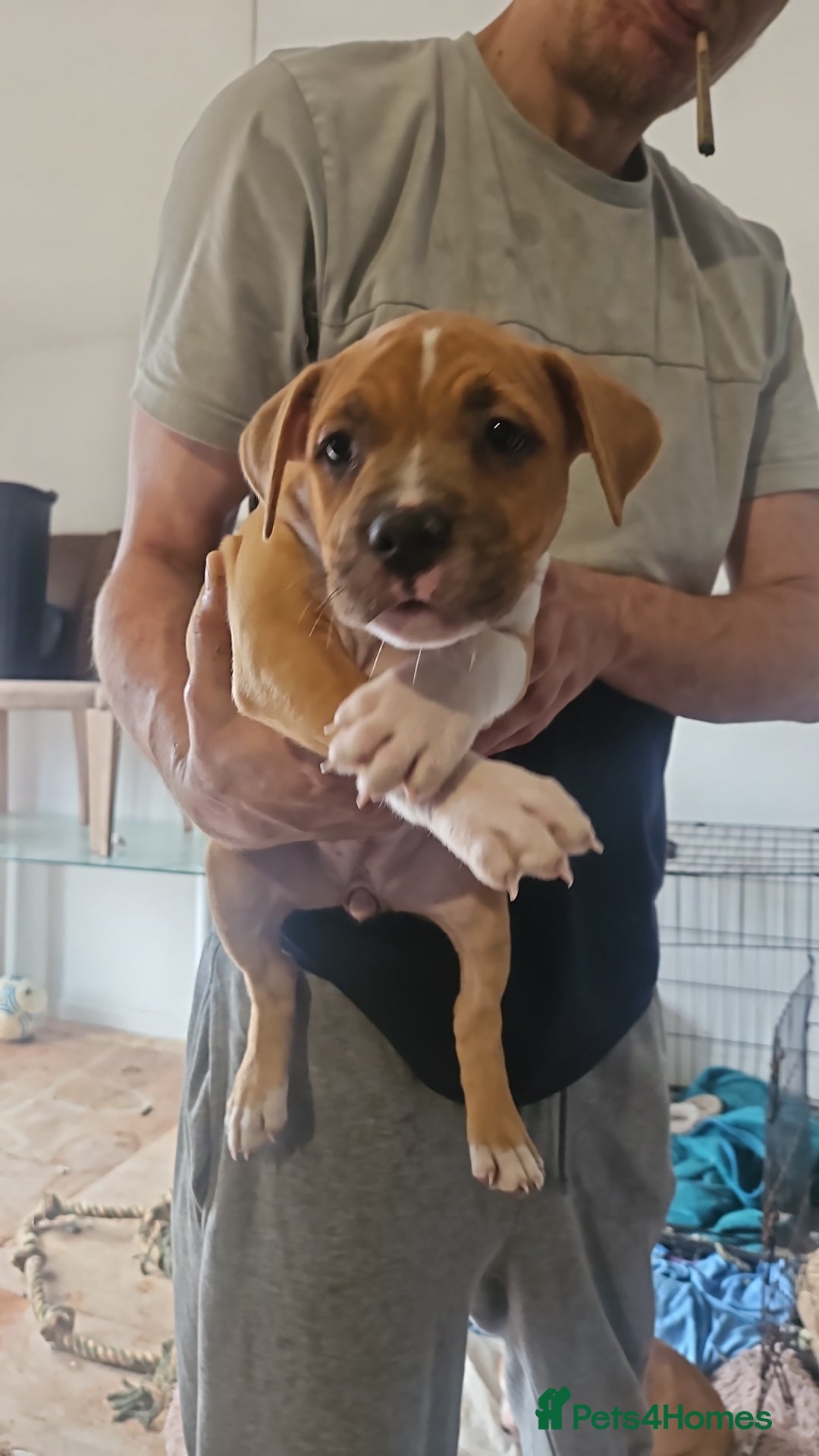 Mixed Breed dogs for sale: Gorgeous litter of puppies red fawn  - Image 8