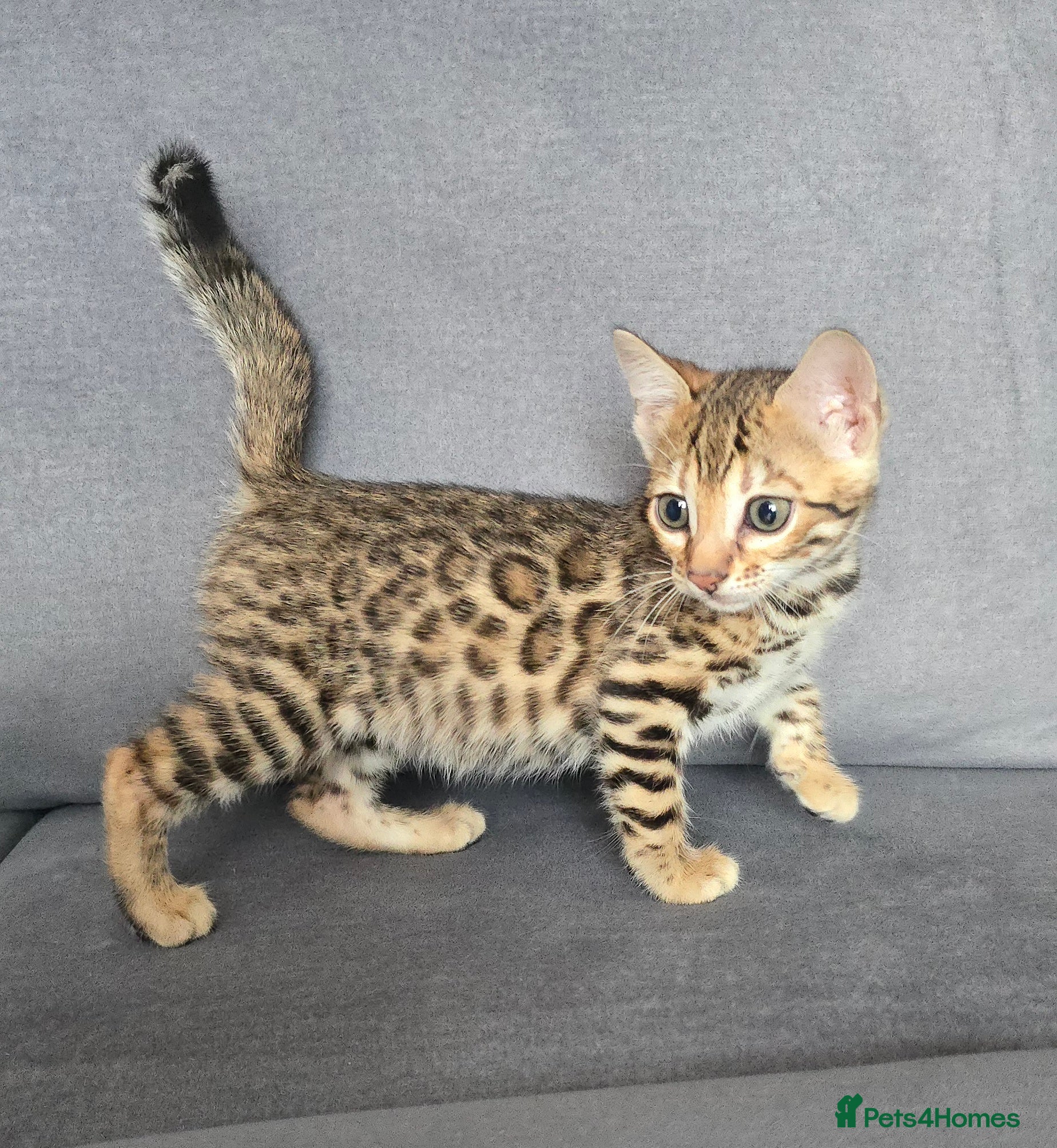 Bengal cats Outstanding rosetted brown bengal girls left 🔥 - Advert 11