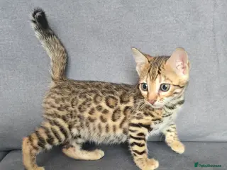 Bengal cats Outstanding rosetted brown bengal girls left 🔥 - Advert 11