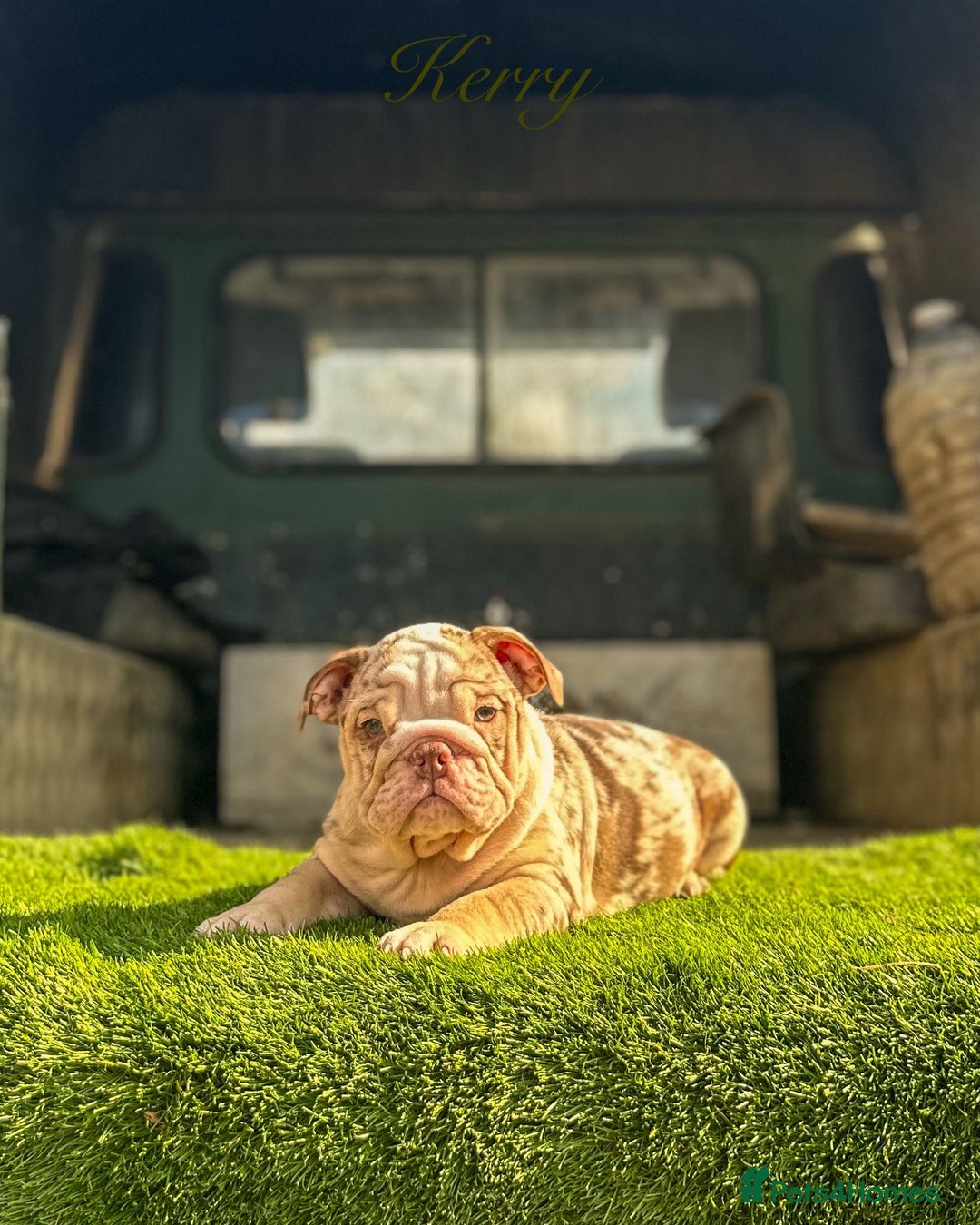 English Bulldog dogs for sale: 🔥 THE JACKPOT PUPPIES ARE HERE 🔥 - Image 2
