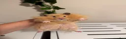 Hamster rodents for sale: Long haired male hamster  - Advert 2