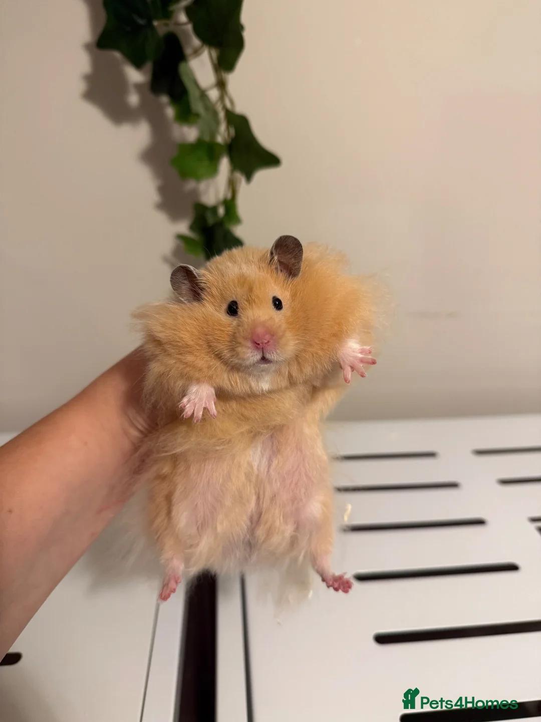 Hamster rodents for sale: Long haired male hamster  - Advert 2
