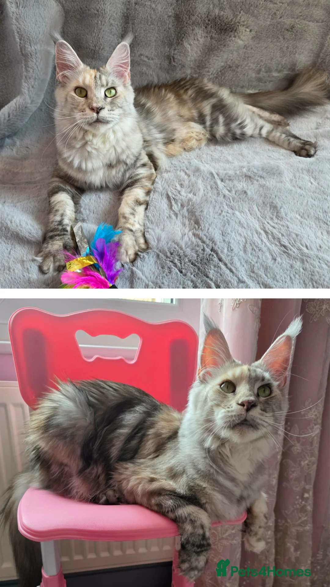 Maine Coon cats for sale: 🌟Ready now🏡 XL GCCF Registered Maine Coon kitten - Advert 2