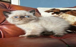 Exotic cats for sale: Last Remaining Exotic Shorthair Boy - Image 11