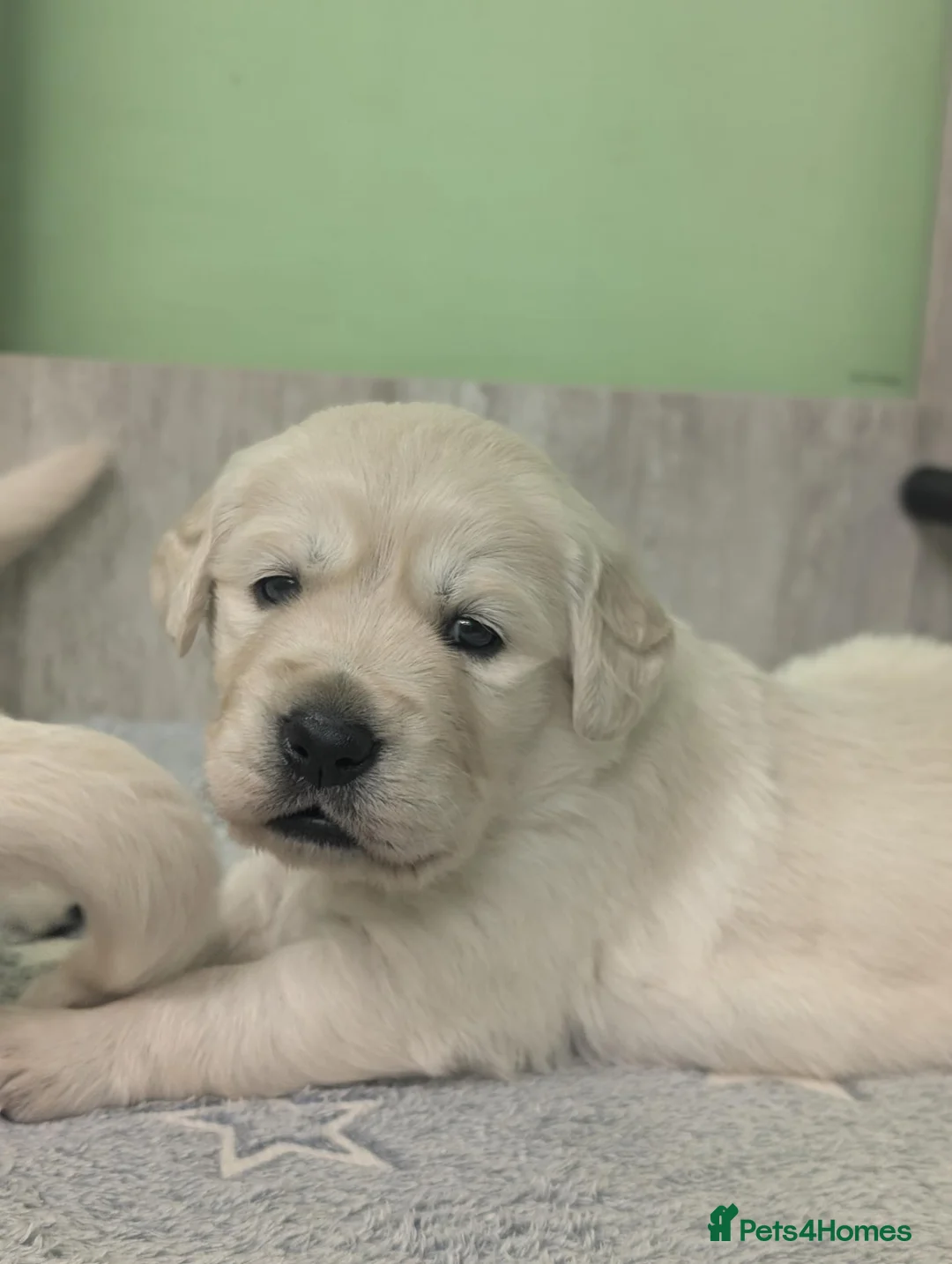 Golden Retriever dogs for sale: Bella’s Golden Gems - Advert 1