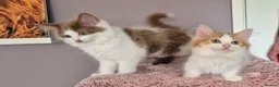 Munchkin cats for sale: Beautiful Munchkin kittens  - Advert 35
