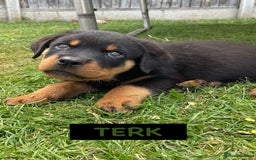 Rottweiler dogs for sale: Family bred and loved Rottweiller puppies - Image 26