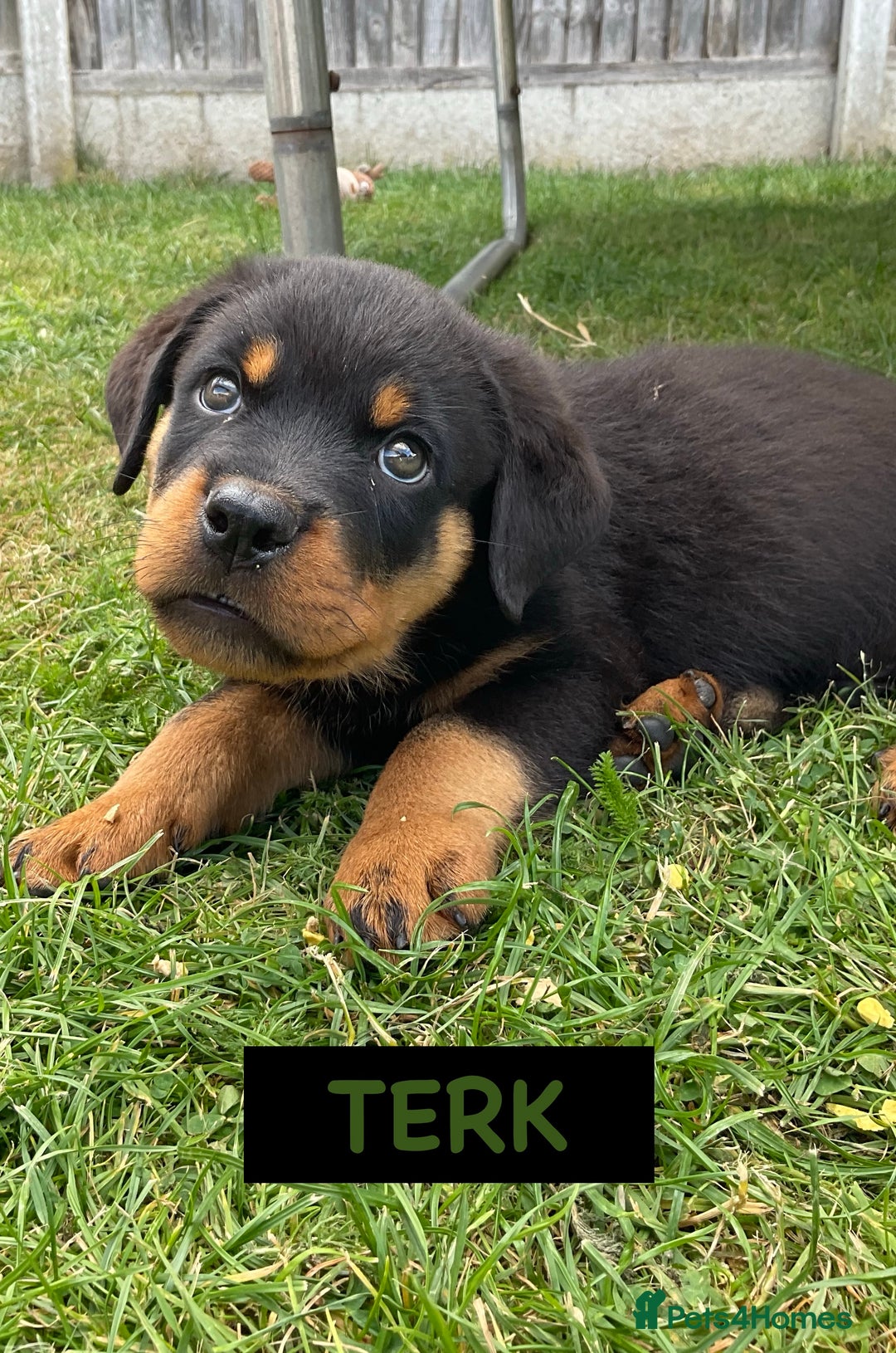 Rottweiler dogs for sale: Family bred and loved Rottweiller puppies - Image 26