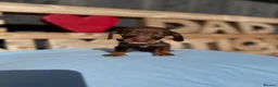 Dachshund dogs for sale: Dutch hound Puppies in Orpington - Advert 14