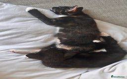 Mixed Breed cats for sale: Delightful mix-breed Siamese-black calico-kittens - Image 18