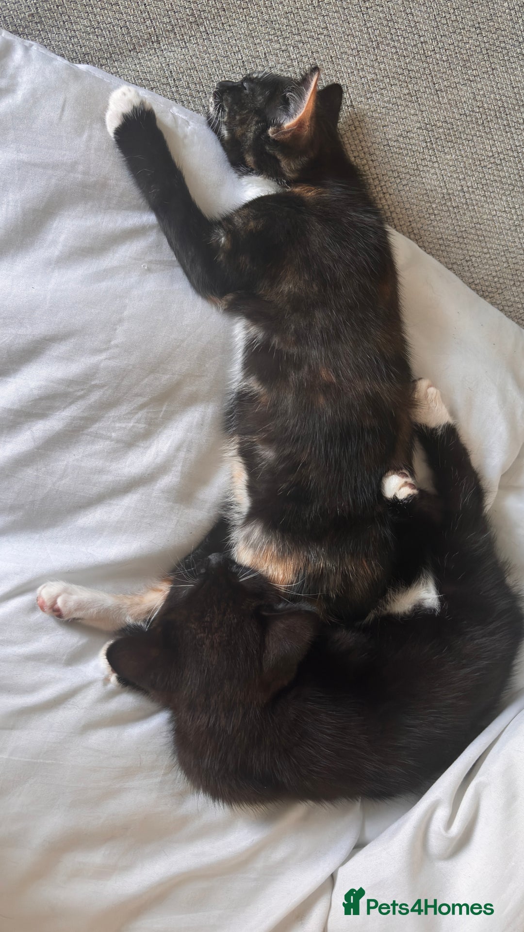 Mixed Breed cats for sale: Delightful mix-breed Siamese-black calico-kittens - Image 18