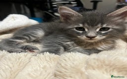 Maine Coon cats for sale: Beautiful Maine coon kittens  - Advert 2