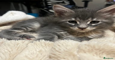 Maine Coon cats - Advert 1