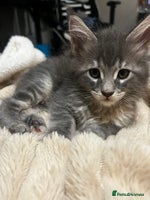 Maine Coon cats - Advert 4