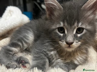 Maine Coon cats - Advert 35