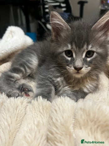 Maine Coon cats - Advert 5